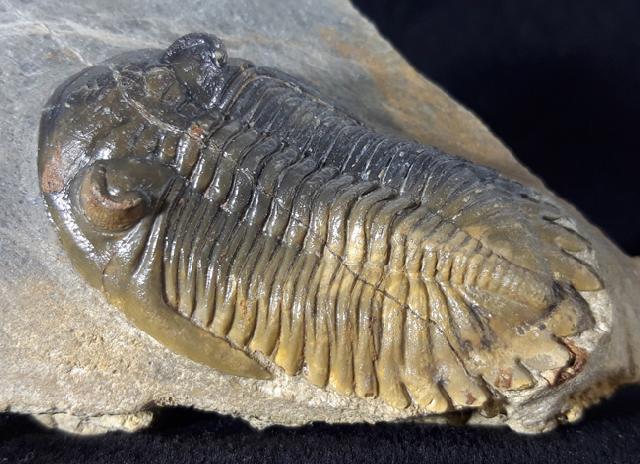 Hollardops mesocristatus (LE MAITRE 1952) - Bild © FossNet FossilienStore